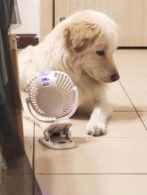 狗洗了澡用风扇吹会感冒吗