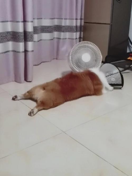 狗狗能吹电风扇睡觉吗