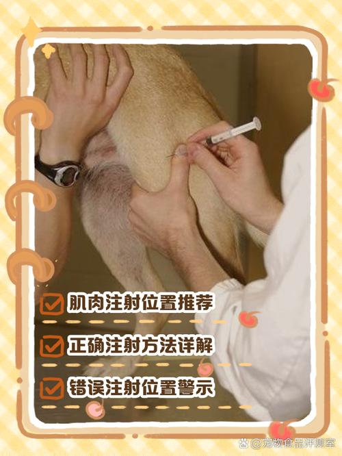给宠物狗打疫苗要去哪里打?