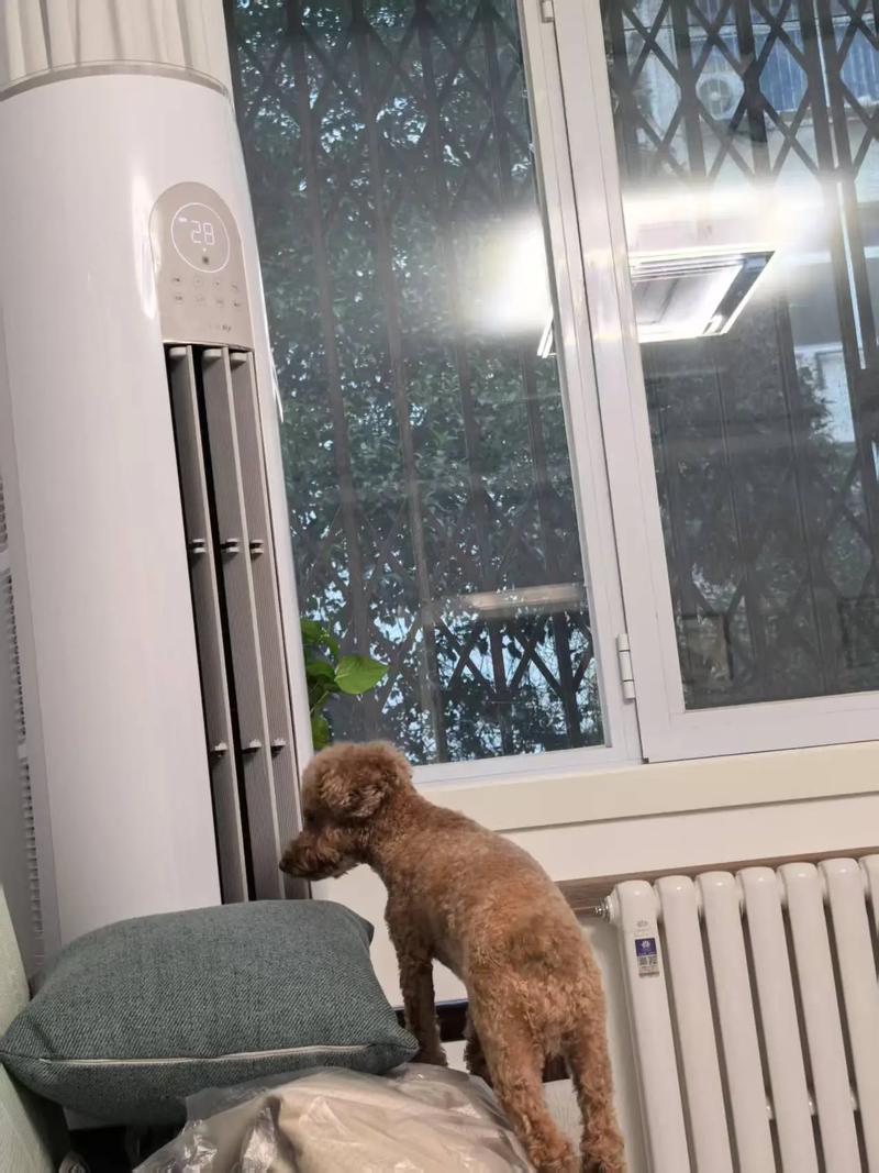 狗狗夏天可以吹空调吗