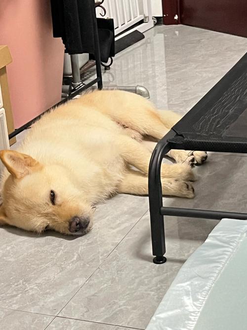 狗狗在空调屋里会冷吗