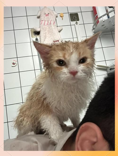 猫咪洗澡水温度一般多少度