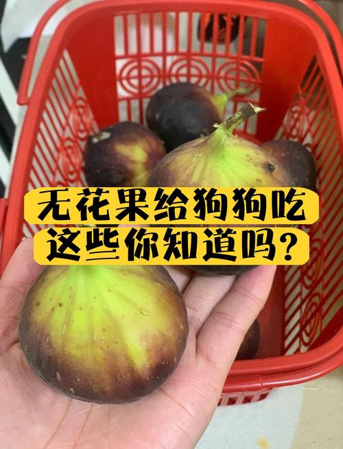 狗狗能吃无花果吗