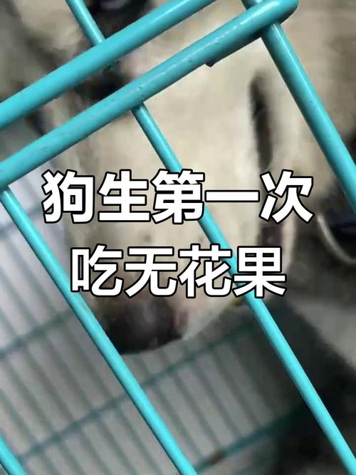 狗狗无花果可以吃吗