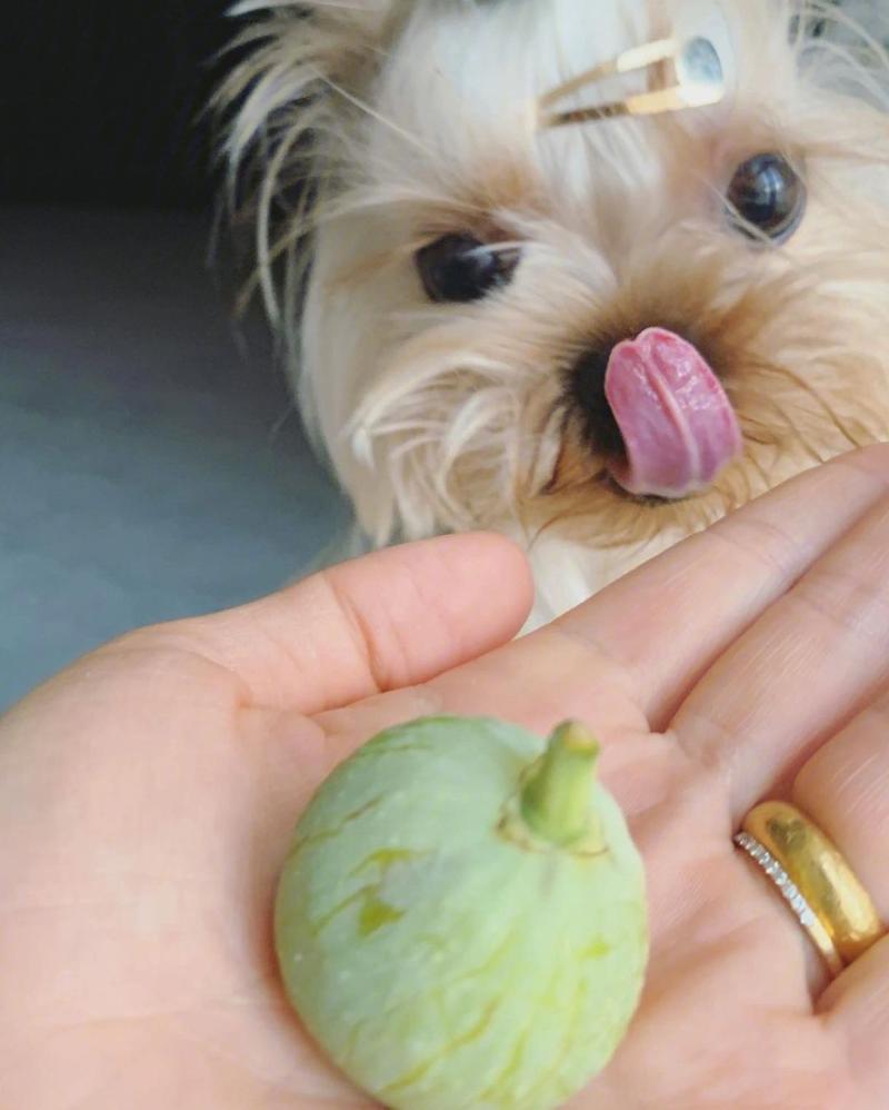 狗狗吃无花果过量会怎么样?