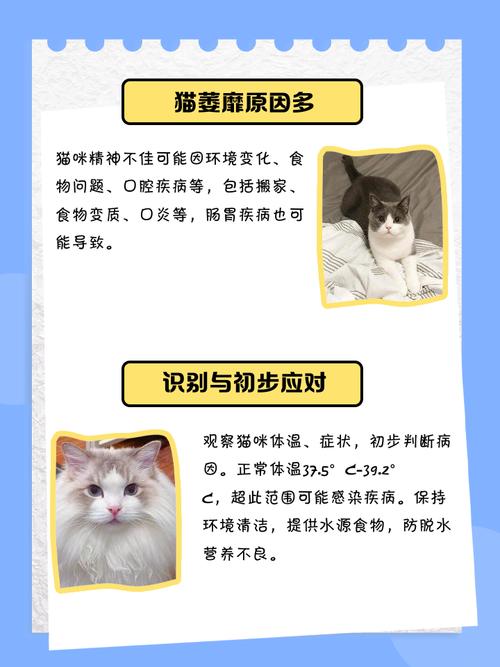猫咪三四天不吃东西会不会死-猫咪几天不吃会饿死