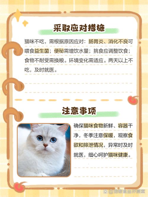 猫咪两天不吃东西了,怎么办?