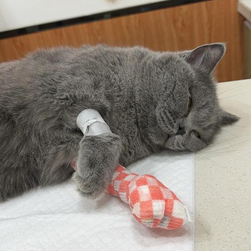 猫咪两天不吃不喝会饿死吗