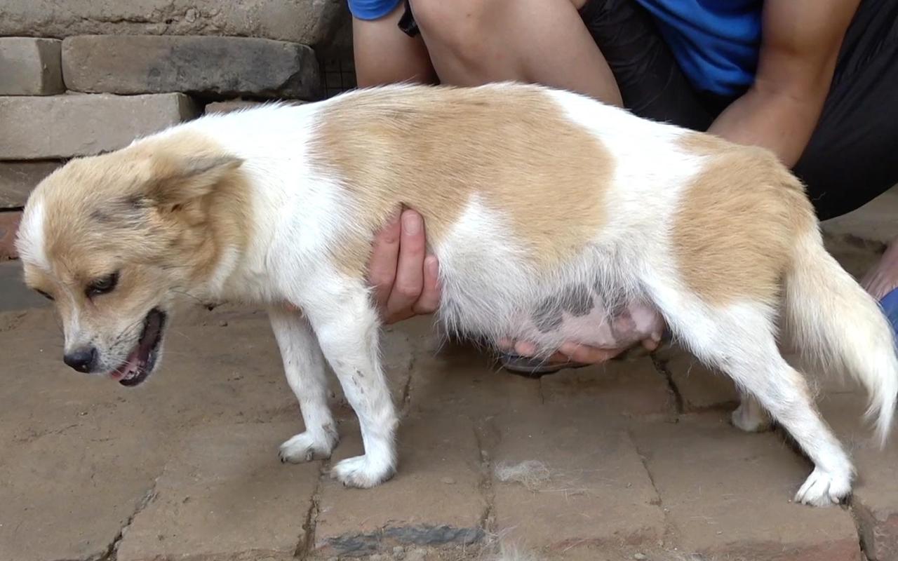 怀孕为什么不能搂狗狗睡觉