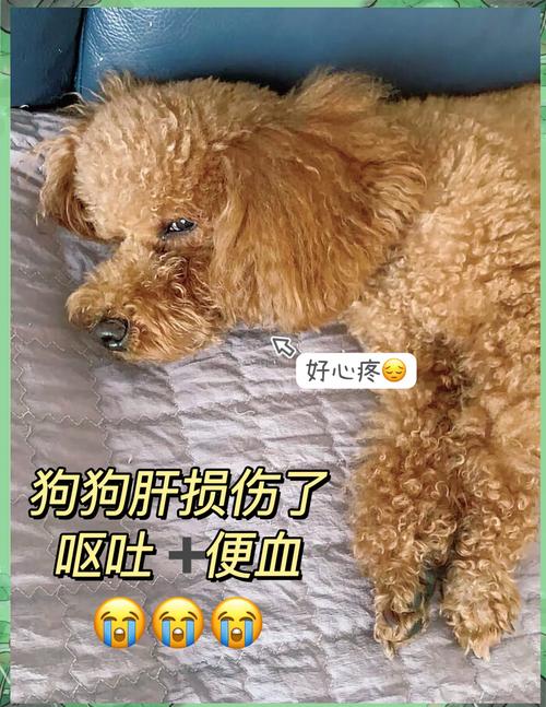 狗肝衰竭有什么症状