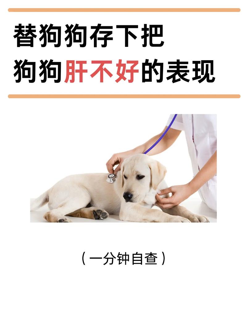 狗狗急性肝衰竭治愈率