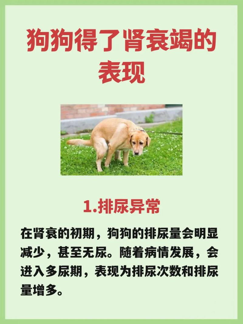 为什么狗狗肝肾衰竭能治好