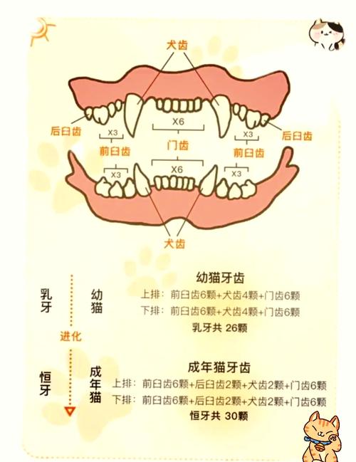 猫咪犬牙掉了多久能长出来