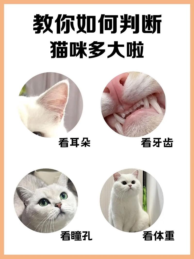 猫多大算成年了