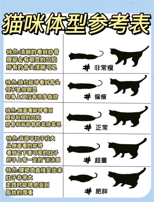 猫咪到几个月算成猫?