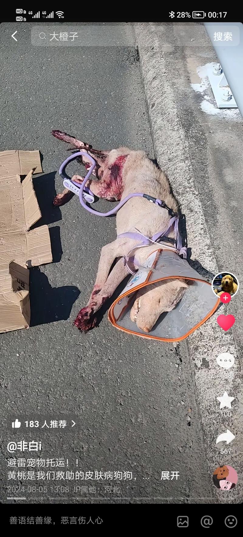 狗狗可以吃黄桃嘛?