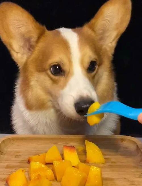 比熊吃了黄桃会不会死掉?