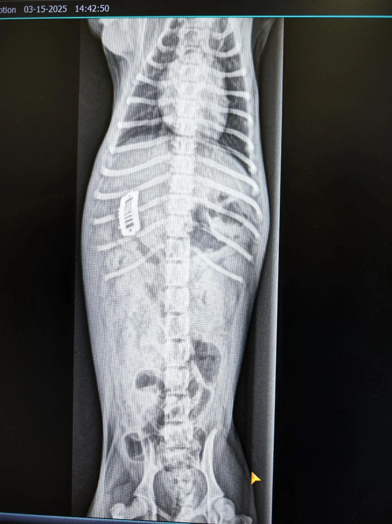 狗狗胃里有东西需要手术多少钱