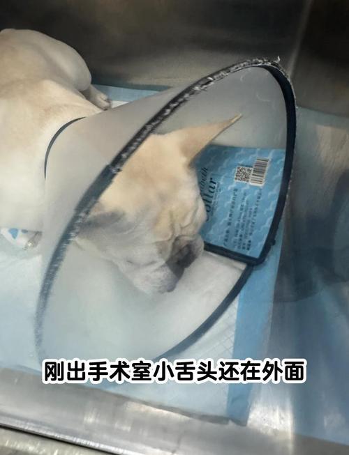 狗狗眼睛有息肉怎么办