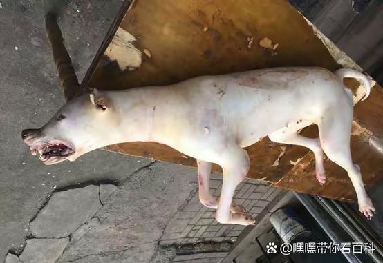 狗吃羊肉为什么会死