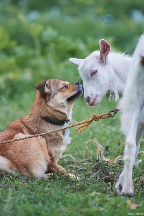 狗吃了羊肉会怎么样?