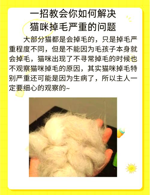 猫掉毛很严重,怎么办,看完赶紧收藏