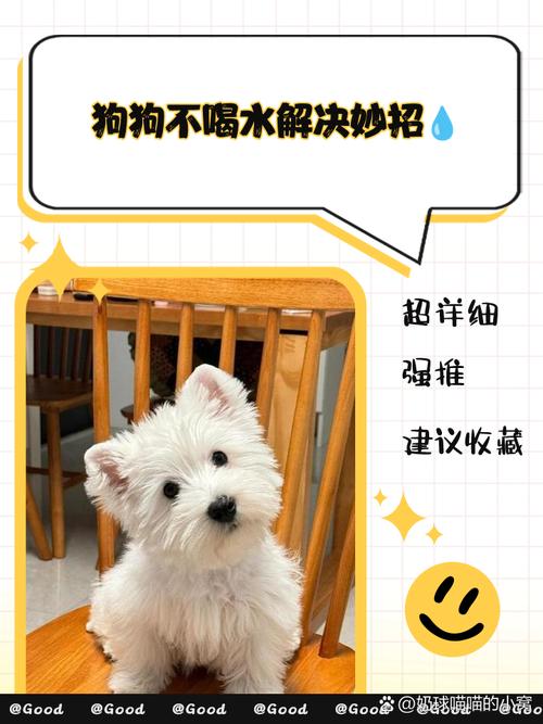 狗狗突然不喝水怎么办