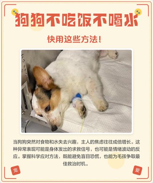 狗狗不喝水怎么办