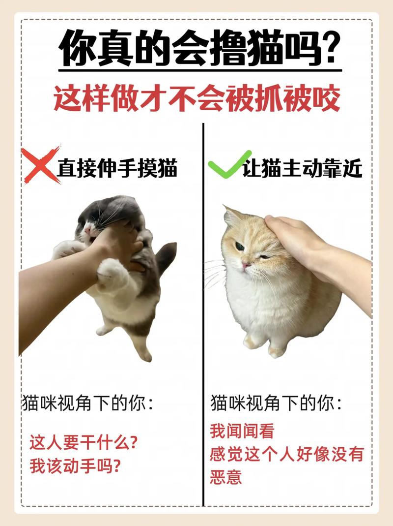 如何训练猫咪?养一只听话、不咬人的小猫咪,掌握方法很简单