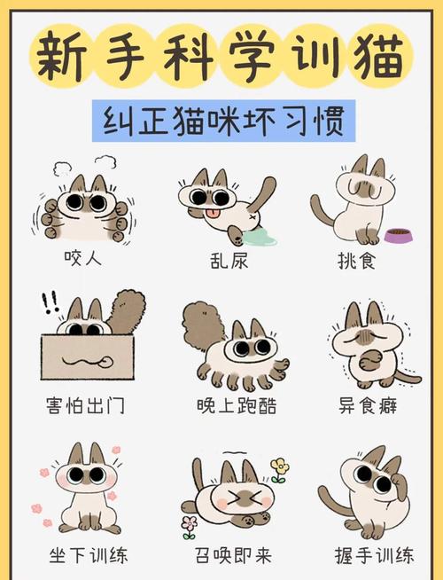 如何训练猫咪不咬人