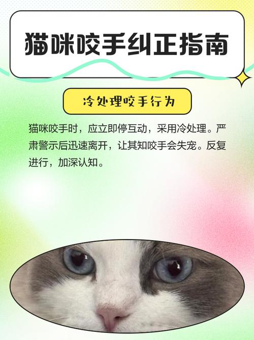 训练猫咪不咬人方法,学几招纠正它的坏习惯!
