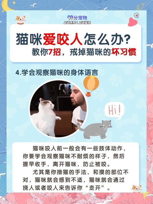 五个小妙招训练猫咪,调教猫咪不再抓人咬人!