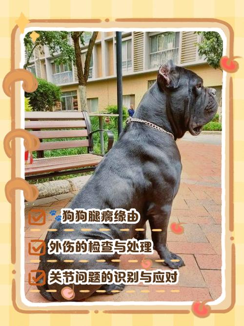 狗狗瘸了摸着也不痛腿也敢着地是肌肉拉伤吗?