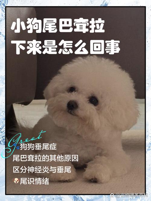 狗狗尾巴下垂,是怎么回事啊?