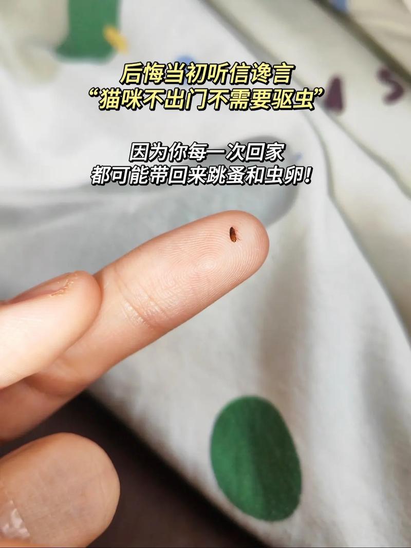 我家猫身上没虫子,还需要驱虫吗?