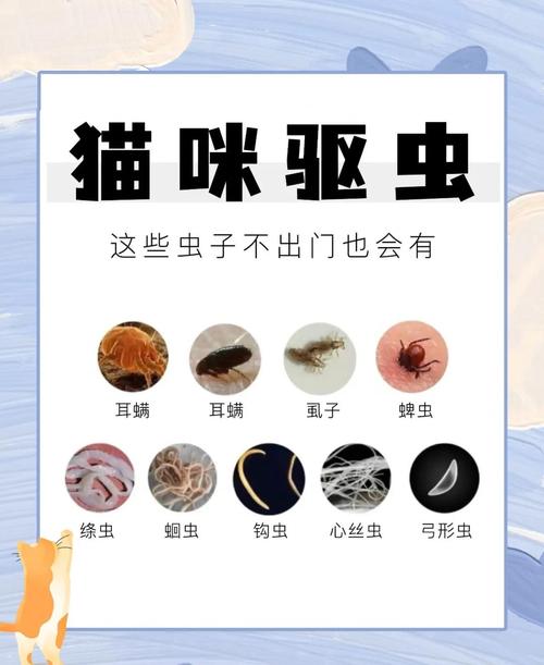 怎么判断猫要不要驱虫
