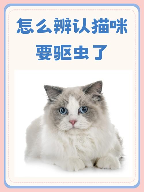 猫咪多久需要驱虫一次?如何给猫咪做内外驱虫?