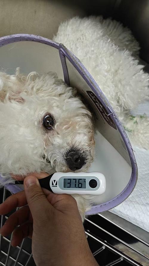 狗狗大腿下的正常温度是多少