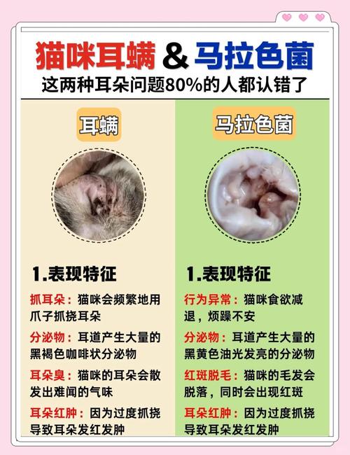 猫咪耳螨和耳屎的区别