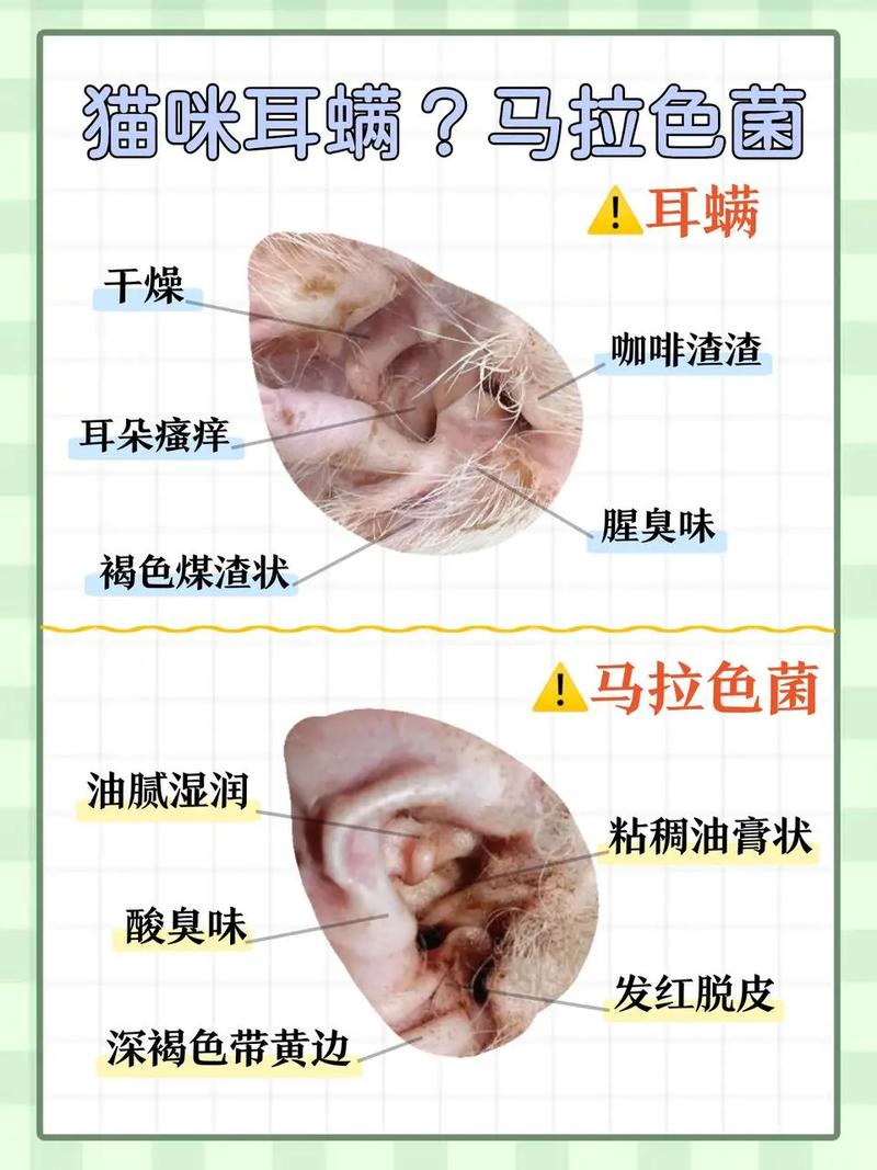 猫咪长癣怎么办耳屎和耳螨怎么区分