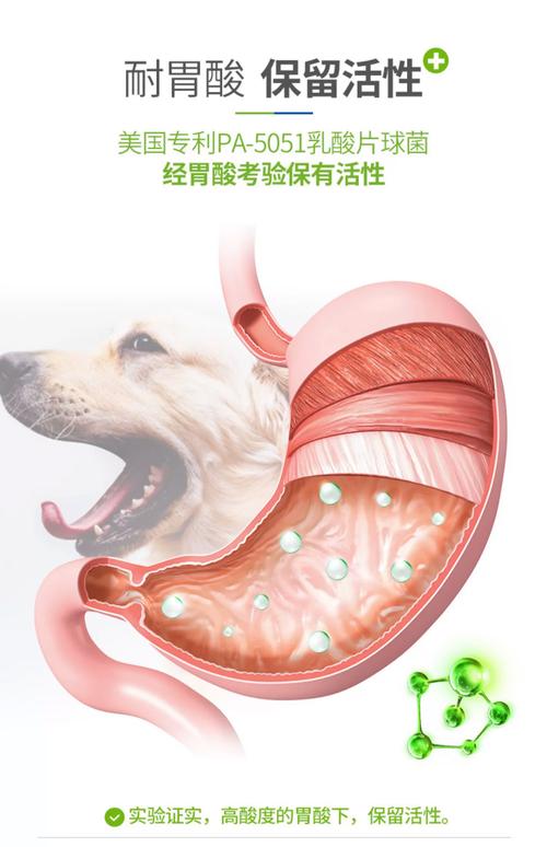 给狗狗喂肠胃宝的方法及注意事项有哪些?
