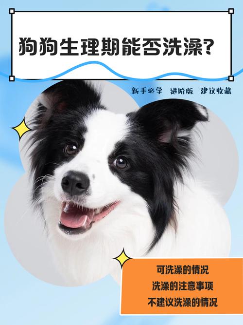 狗狗生理期可以洗澡吗