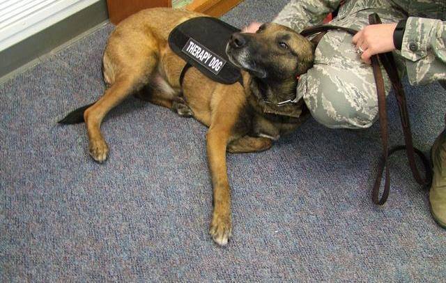 狗狗正确洗澡教程!