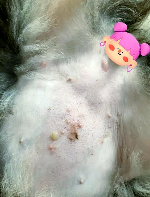狗狗肚皮上有脓包怎么回事