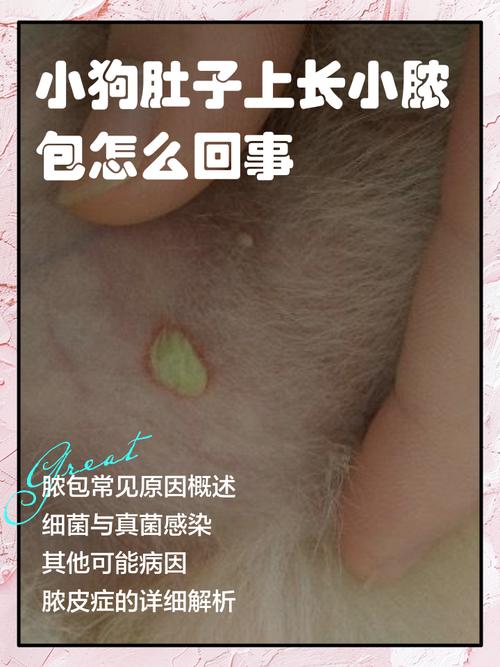 狗狗肚皮长脓包的原因