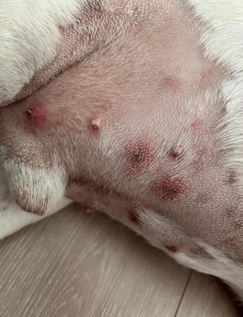 小狗大腿内侧肚皮上长了黄色的脓包,是什么?只有两个近来