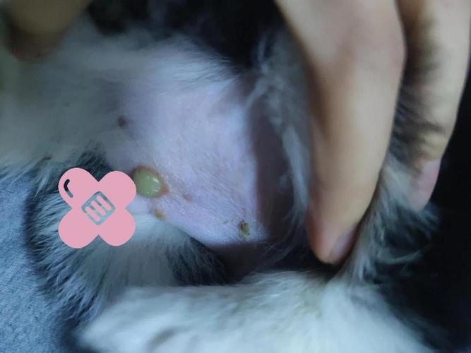 为什么狗狗肚皮涨脓包