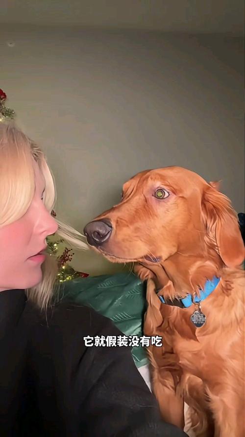 小狗吃了头发怎么办