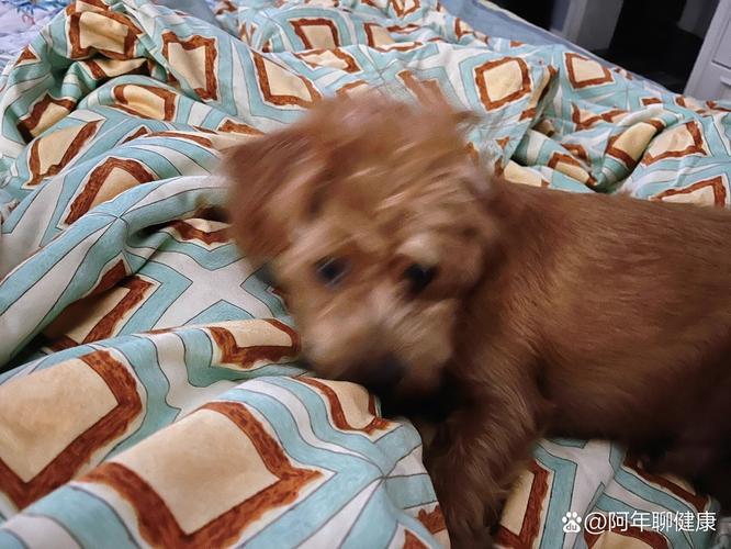 狗狗吃了头发怎么办