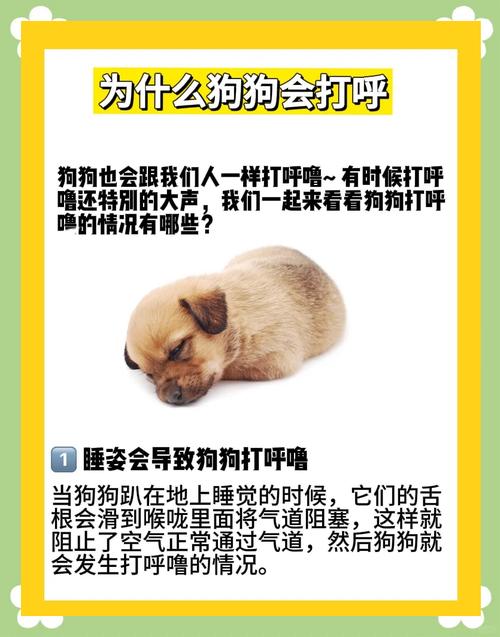 狗狗睡觉打呼噜怎么办呢?